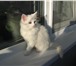 Изображение в  Отдам даром-приму в дар Отдам в добрые руки котят, 2 месяца в Хабаровске 0