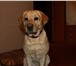 Изображение в Домашние животные Вязка собак Добрый, верный, послушный Лабрадор с хорошей в Тюмени 1