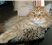 Изображение в Домашние животные Вязка Красавец кот породы мейн-кун (окрас - красный в Ульяновске 0