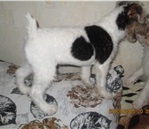 Щенки фокстерьера жесткошерстного 1980665 Фокстерьер фото в Краснодаре