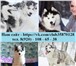 Чёрно-белые голубоглазые щеночки хаски,  кобели для вязки 3617598 Сибирский хаски фото в Ярославле