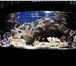 Изображение в Домашние животные Услуги для животных Проектирование и установка аквариумовУстановка в Сочи 0