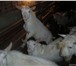 Фотография в Домашние животные Другие животные ч/п зааненские козлы  от 6 мес и старше 9 в Москве 15 000