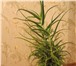 Изображение в Домашние животные Растения Растения – деревца: комнатные ( тропические в Магнитогорске 100