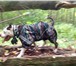 Изображение в Домашние животные Товары для животных Эксклюзивная одежда для собак ручной работы! в Липецке 0
