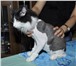 Фотография в Домашние животные Услуги для животных Гигиеническая стрижка кошек и собак,возможен в Набережных Челнах 600