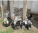 Фотография в Домашние животные Птички продам петухов Брама в Нижнем Тагиле 1 200