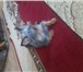 Foto в Домашние животные Вязка собак Красивая девачка чёрно-каричневого цвета в Тюмени 0