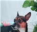 Фотография в Домашние животные Вязка собак Русский той-терьер ищет невесту! в Тамбове 0