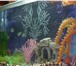 Фотография в Домашние животные Рыбки Продам аквариум с рыбками и без рыбок ,дизайн в Пензе 1 800