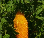Фото в Домашние животные Растения Момордика – лианообразное растение, плоды в Краснодаре 10