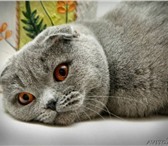Продаются котята шотландские вислоухие Окраска котят голубой, Ушки у котят плотно прижаты к голов 69322  фото в Екатеринбурге