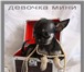 Продаются щенки чихуахуа,  Гладкошерстные и длинношерстные мальчики и девочки ярких нарядных окрасов 67094  фото в Москве