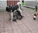 Продаю чистопородных щенков Западно-Сибирской лайки 2-х месячных 202272  фото в Белгороде