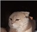Изображение в Домашние животные Вязка Опытный котик шотландский вислоухий. Окрас в Екатеринбурге 1 400