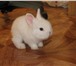 Изображение в Домашние животные Грызуны Продам белоснежных карликовых домашних кроликов в Нижнекамске 1 500