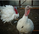 Изображение в Домашние животные Птички Продам мясо домашних бройлеров. Выращенные в Тольятти 250