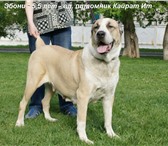 Щенки Туркменского алабая  (САО,  азиат,  волкодав) 3479826 Среднеазиатская овчарка фото в Екатеринбурге