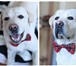 Foto в Домашние животные Вязка собак лабрадор ретривер,  кобель  палевого  окраса, в Москве 0