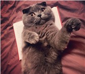 Foto в Домашние животные Вязка Красавец кот скоттиш фолд (3 года) с паспортом, в Москве 2 000
