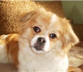 Фотография в Домашние животные Вязка собак Рыже - белый окрас,  3 года.  Активный,  в Кургане 0