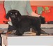 Изображение в Домашние животные Услуги для животных Мастер с 20-летним опытом работы подстрижет в Балашихе 0