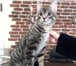 Foto в Домашние животные Услуги для животных Стрижка кошек, экспресс линька (удаление в Москве 0