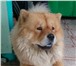Foto в Домашние животные Вязка собак Предлагаем чистокровного кобеля чау-чау на в Пензе 0