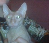 Продаются котята Донского Сфинкса, Девочки, Голо рожденныес хоорошими породными данными, Окрас-череп 69470  фото в Екатеринбурге