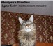 Прекрасные котята Мейн-Кун 227292 Мейн-кун фото в Екатеринбурге