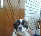 Foto в Домашние животные Вязка собак предлагаю для вязки:
кобель бай-5 лет;
кобель в Брянске 101