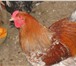 Foto в Домашние животные Птички Куры и петухи порода брама палевые, куропатчатые, в Краснодаре 130