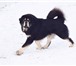 Фотография в Домашние животные Вязка собак Предлагается для вязки кобель тибетского в Барнауле 100