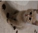 Фото в Домашние животные Отдам даром Найден маленький ухоженный котенок! Видно, в Твери 0