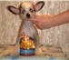 СРОЧНО! Продаются щенки китайской хохлатой собаки 30, 07, 2010 г, р,  - абсолютно голая по корпусу сука 65489  фото в Москве