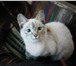 Фотография в Домашние животные Отдам даром красивый котенок, белый, с пепельными ушками, в Улан-Удэ 0