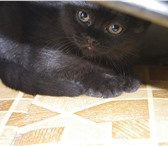 Продам котенка 1517632 Британская короткошерстная фото в Екатеринбурге