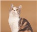 Продаю шотландских котят вислойхих и прямоухих короткошерстных и полудлинношерстных, 146621  фото в Чебоксарах