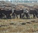 Фотография в Домашние животные Другие животные Реализуем бычков на откорм породы Герефордская.Преимущества в Ефремов 38 000