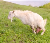 Foto в Домашние животные Другие животные продам 3-х дойных коз Заанеской породы. 2 в Тольятти 8 500