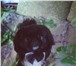 Foto в Домашние животные Вязка собак Очаровательный мальчик чип (окрас-черно белый), в Саратове 1 000