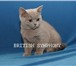 Московский питомник британских короткошерстных кошек BRITISH SYMPHONY предлагает на продажу чисто 68921  фото в Москве