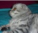 Изображение в Домашние животные Вязка Великолепный котяра красив как снежный барс в Екатеринбурге 2 500