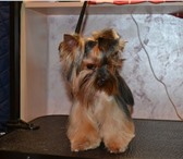 Изображение в Домашние животные Стрижка собак Приглашаю на стрижку в "домашний салон", в Твери 600