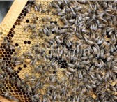 Foto в Домашние животные Разное Продаются пчелосемьи в хорошем состоянии. в Дзержинске 120