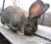 Фото в Домашние животные Другие животные Продам кроликов породы "Белый великан" и в Нижнекамске 400