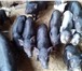 Изображение в Домашние животные Другие животные Продаю домашних свинок уже достигших возраста в Электрогорске 3 000