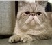 Фотография в Домашние животные Вязка Красивый кот,возьмет породистую кошечку на в Вологде 2 000