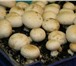 Фото в Домашние животные Растения Выращивание грибов в гараже – простой и доступный в Тольятти 1 990