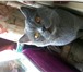 Фото в Домашние животные Вязка Предлагаю вязку с красивым британским котом.Котику в Москве 2 000
